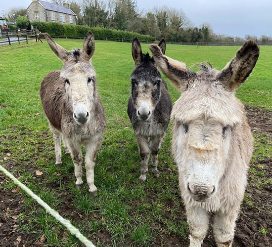 DAFM issues warning not to feed donkeys without owner consent