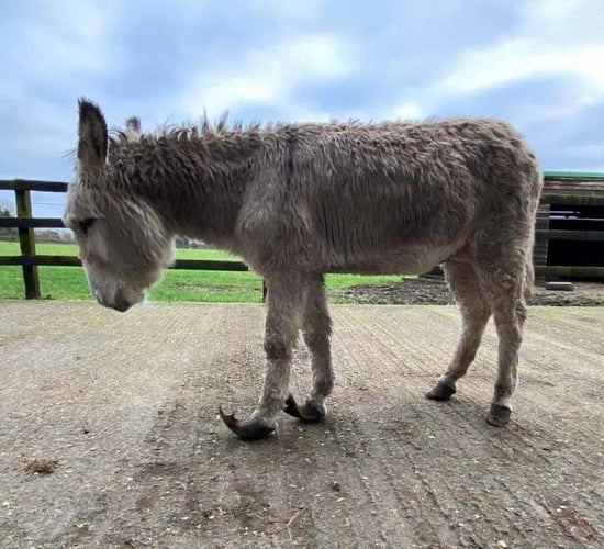 Minister launches 2022 Animal Welfare Grant Programme for charities
