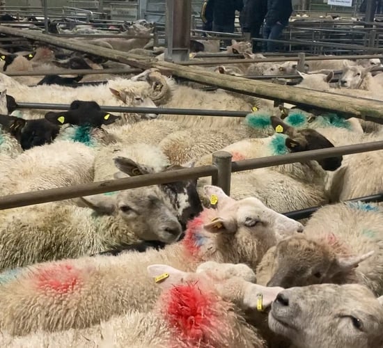 Pics and prices: Lamb prices breach the €160/head mark at Tuam