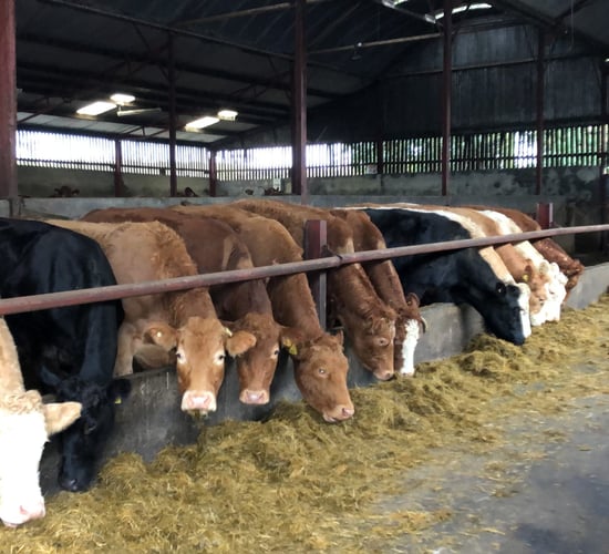 Some factory quotes 25c/kg behind on heifers and steers