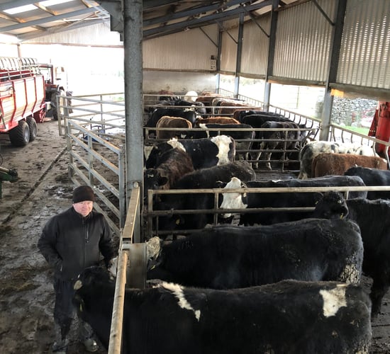 Beef Focus: Shed finishing on 'grass and grain' in Carnaross