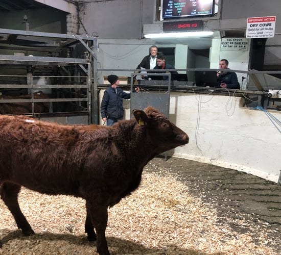 Mart report: Pics and prices from Carnaross weanling sale