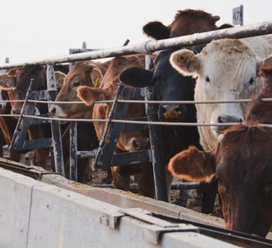 U.S to provide €193m in grants to expand meat and poultry sectors