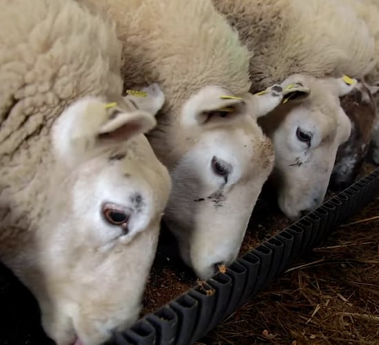 Ewe management during the weaning period on farms