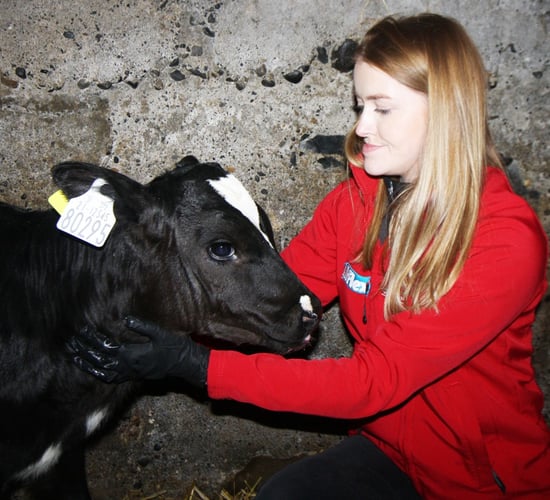 New developments at Mullinahone for calf tags