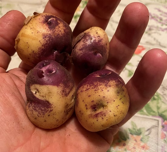Kilkenny firm aiming to help Irish seed potato industry grow