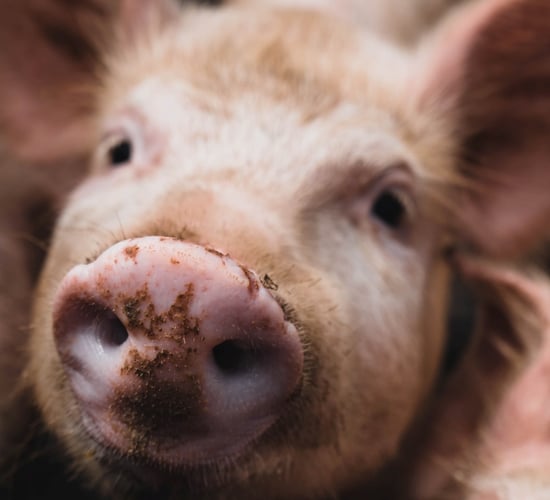 EU Commission approves €113m Polish pig farmer support scheme