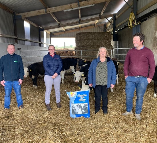 Content calves on beef-rearing farm