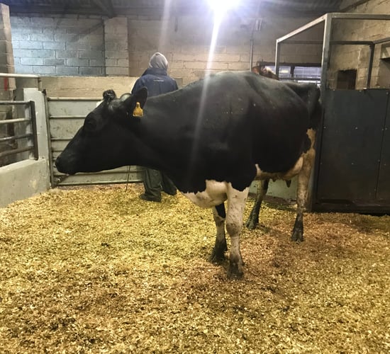 Dairy sales: Strong demand among northern buyers