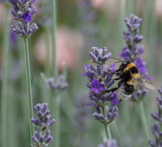 EU takes legal steps against states to protect biodiversity