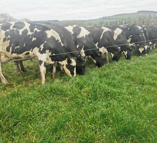 Cashel Mart to host dispersal sale of 140 high-EBI cows
