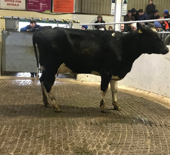 40 high-EBI cows on offer at Cashel Mart