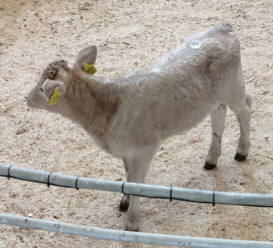 Calf trade: Big jump in numbers at Enniscorthy Mart