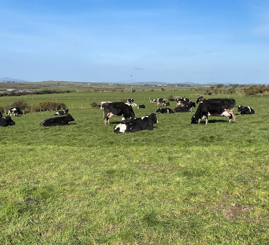 On average 27% of cows in grazing herds affected by ketosis