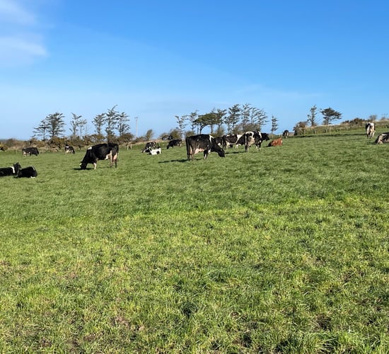 October grazing advice for tricky ground conditions