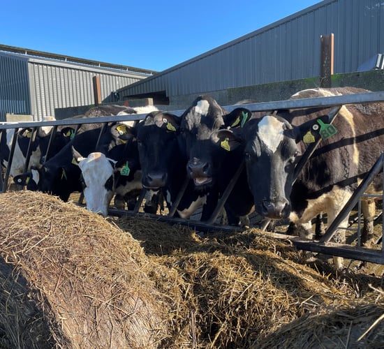 Autumn calving: Dry cow management is key