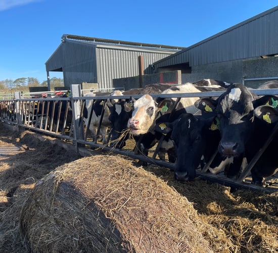 Dry period: Grouping cows to monitor BCS