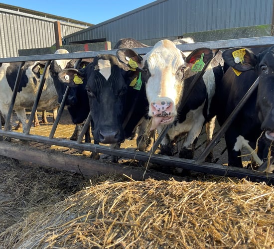 Checking autumn-calving cows ahead of breeding