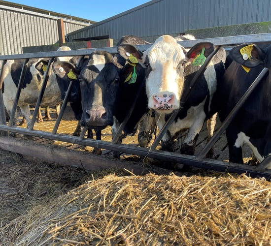 Breeding season: What is the potential impact of a retained placenta?