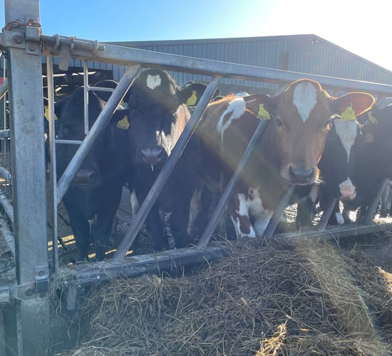 Concerns over Food Vision Dairy Group final report
