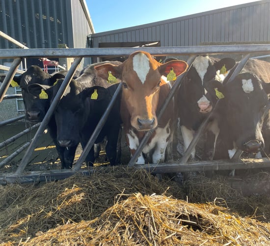 Is there a looming shortage of replacement dairy heifers?