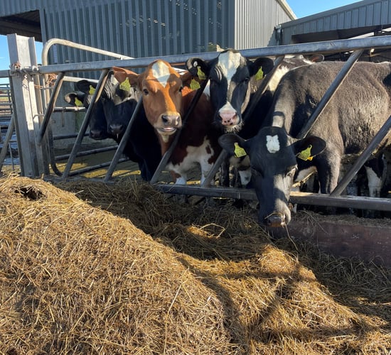 Does a synchronisation programme have a place on your farm?