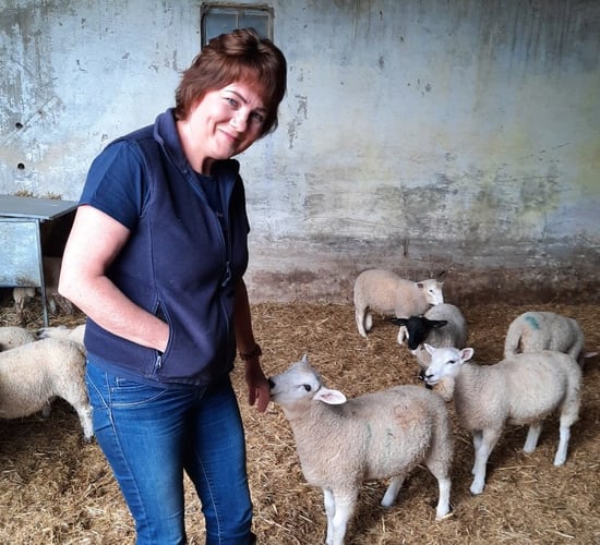Nutrition and hygiene standards key to successful lambing
