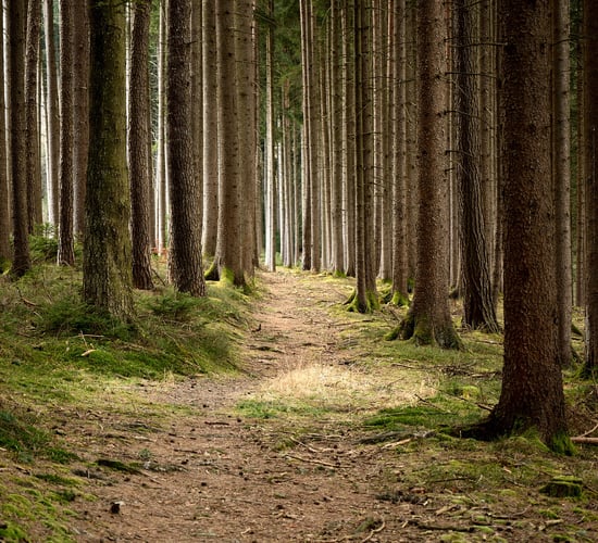 High Court: Men jailed for forestry fraud personally liable for debts