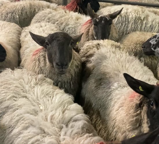 Sheep trade: Hogget factory prices continue to rise