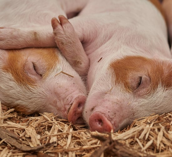 Consultation on animal welfare under Farm to Fork guidance launched