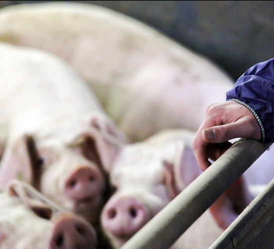 IFA to hold meeting on consistent drops in pig prices