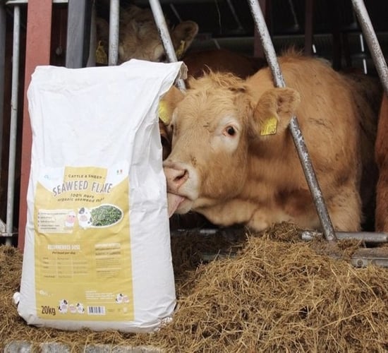 Using seaweed to enhance livestock production and overall health