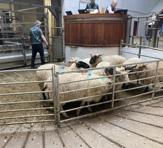 Cull ewes to €193 and €200 at Kilkenny and Corrin Marts respectively