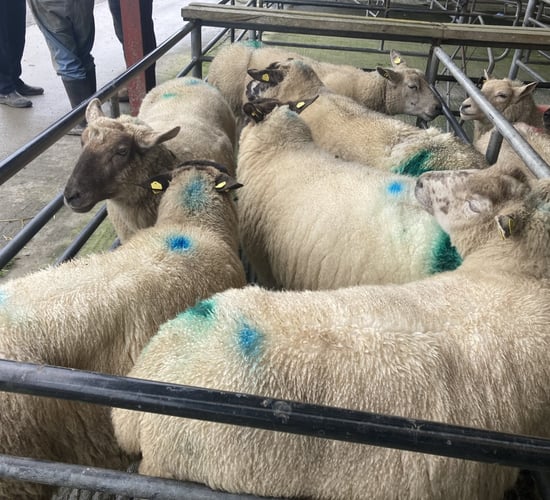 Small numbers of in-lamb ewes appearing at marts