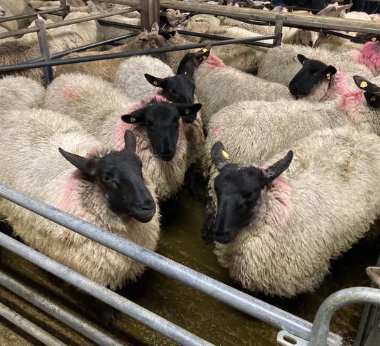 Sheep trade: Lamb quotes fall below €6.00/kg