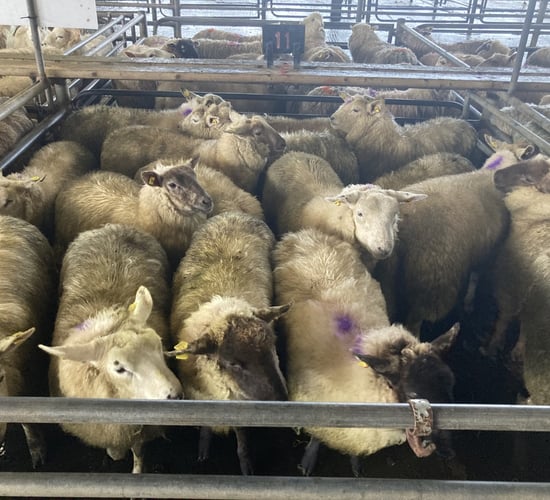 Pics and prices: Lamb prices to €162/head at Athenry