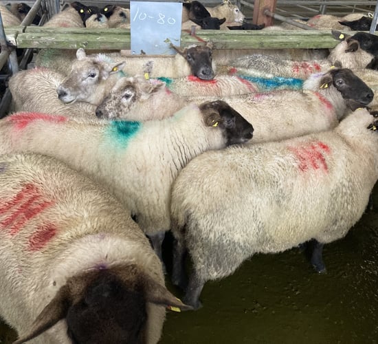 Sheep trade: Prices see another lift across the board