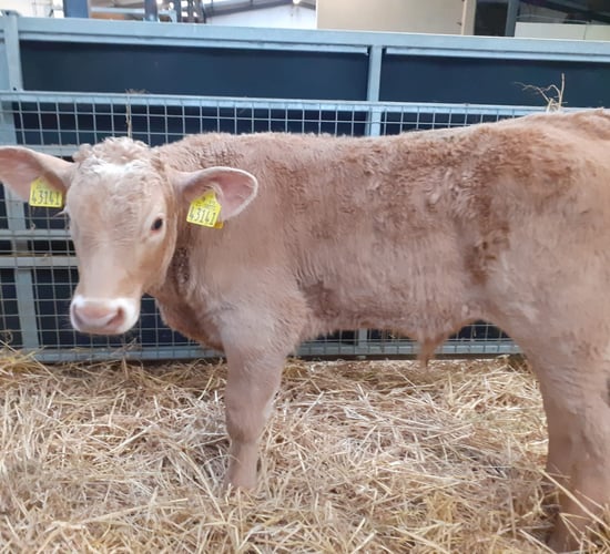Waterford Ross Mart calf trade continues to improve