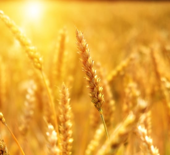 Global food commodity price index 'remains stable' for March