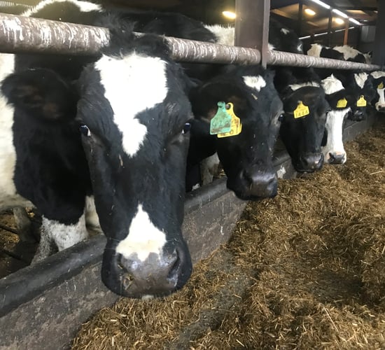 Family farms 'should not be regulated like industry' - Minister