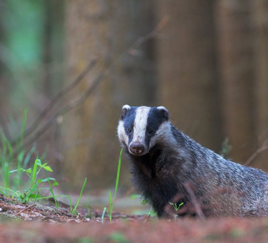 Man convicted in NI suspected badger baiting case