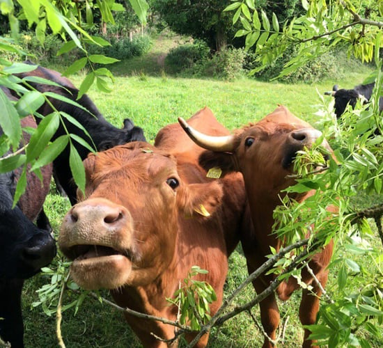 Agroforestry to benefit farmers and help achieve environmental targets