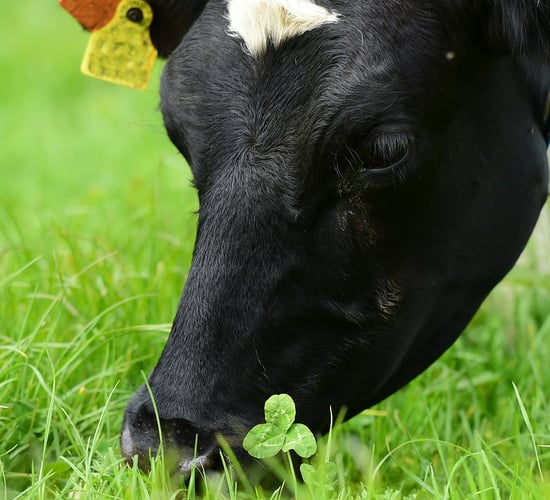 Use of clover can help Ireland achieve a greener future