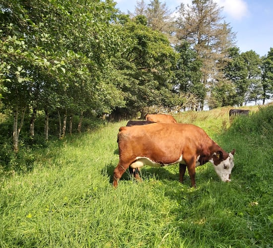 AstraZeneca turns to cow manure to cut carbon footprint