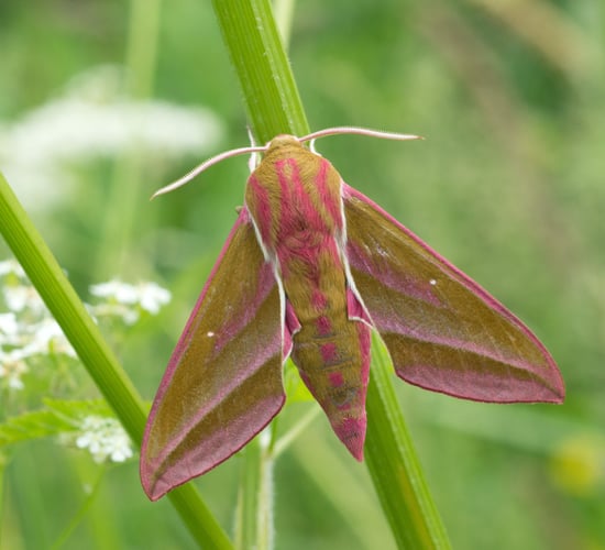 Biodiversity and nature recording scheme opens for applications