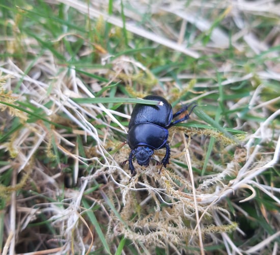 Survey of dung beetles on dairy farms reveals benefits