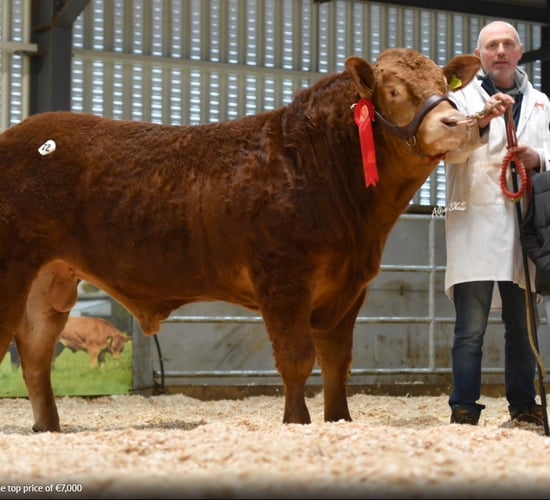 Limousin sale sees top price of €7,000 for Leitrim-bred bull