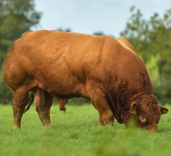 Elphin Mart to host Premier Limousin Bull Show and Sale