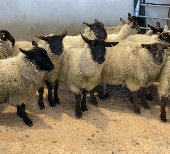 Sheep trade: Base prices for hoggets up by as much as 25c/kg in a week