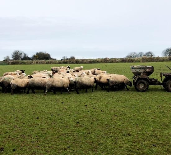 Suckler-beef and sheep farming in stone wall country